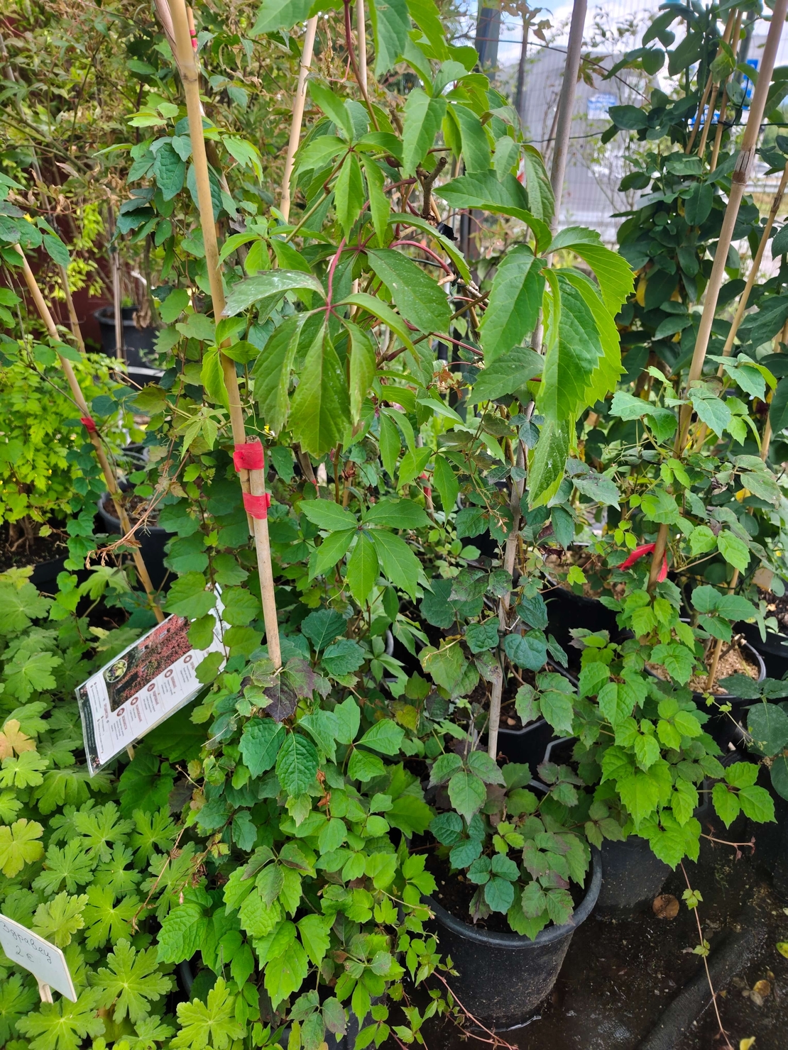 Parthenocissus quinquefolia ( дива лоза )