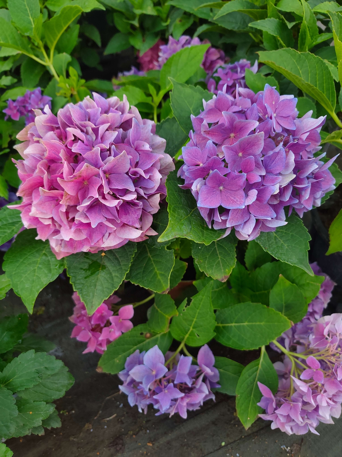 Hydrangea macrophylla