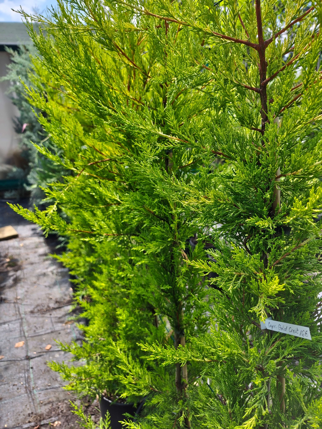 Cupressocyparis 'Goldcrest' (Лимонов кипарис)