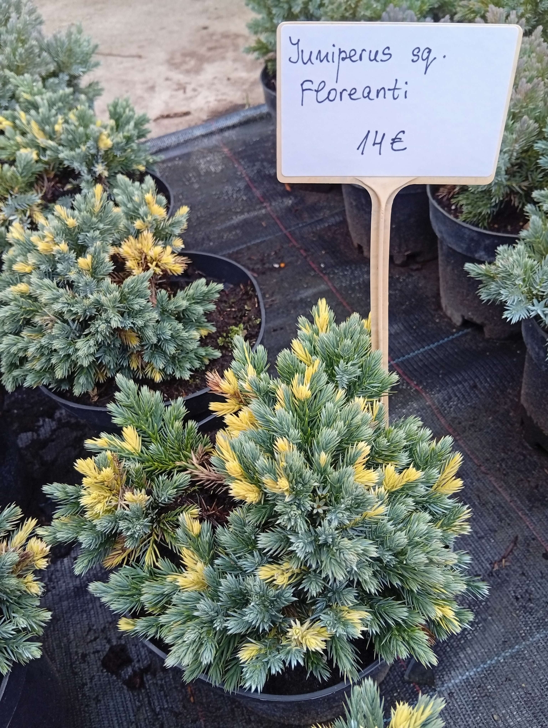 Juniperus squamata Floriant