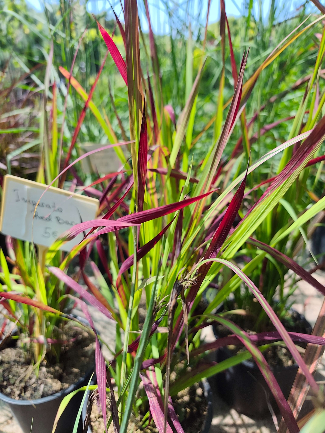 Imperata cylindrica 'Red Baron'