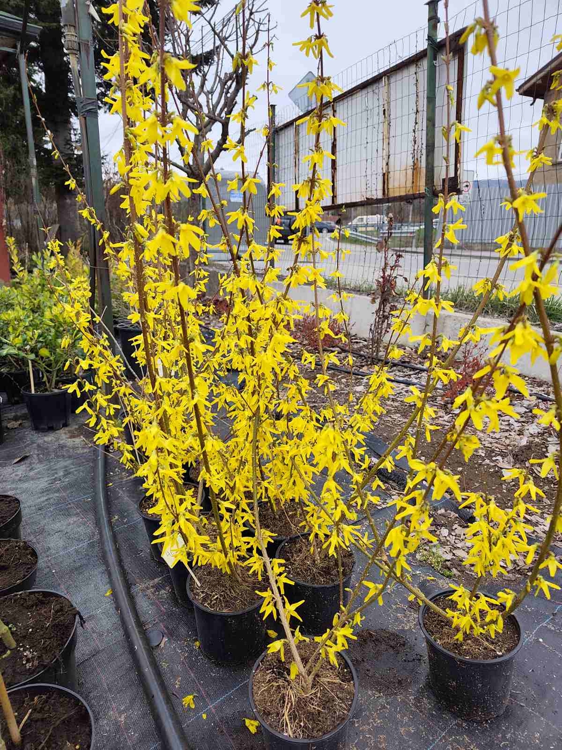Forsythia x intermedia Lynwood