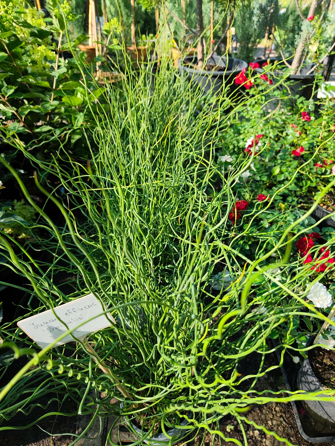 Juncus effusus ‘Spiralis’ (Спираловидна дзука)