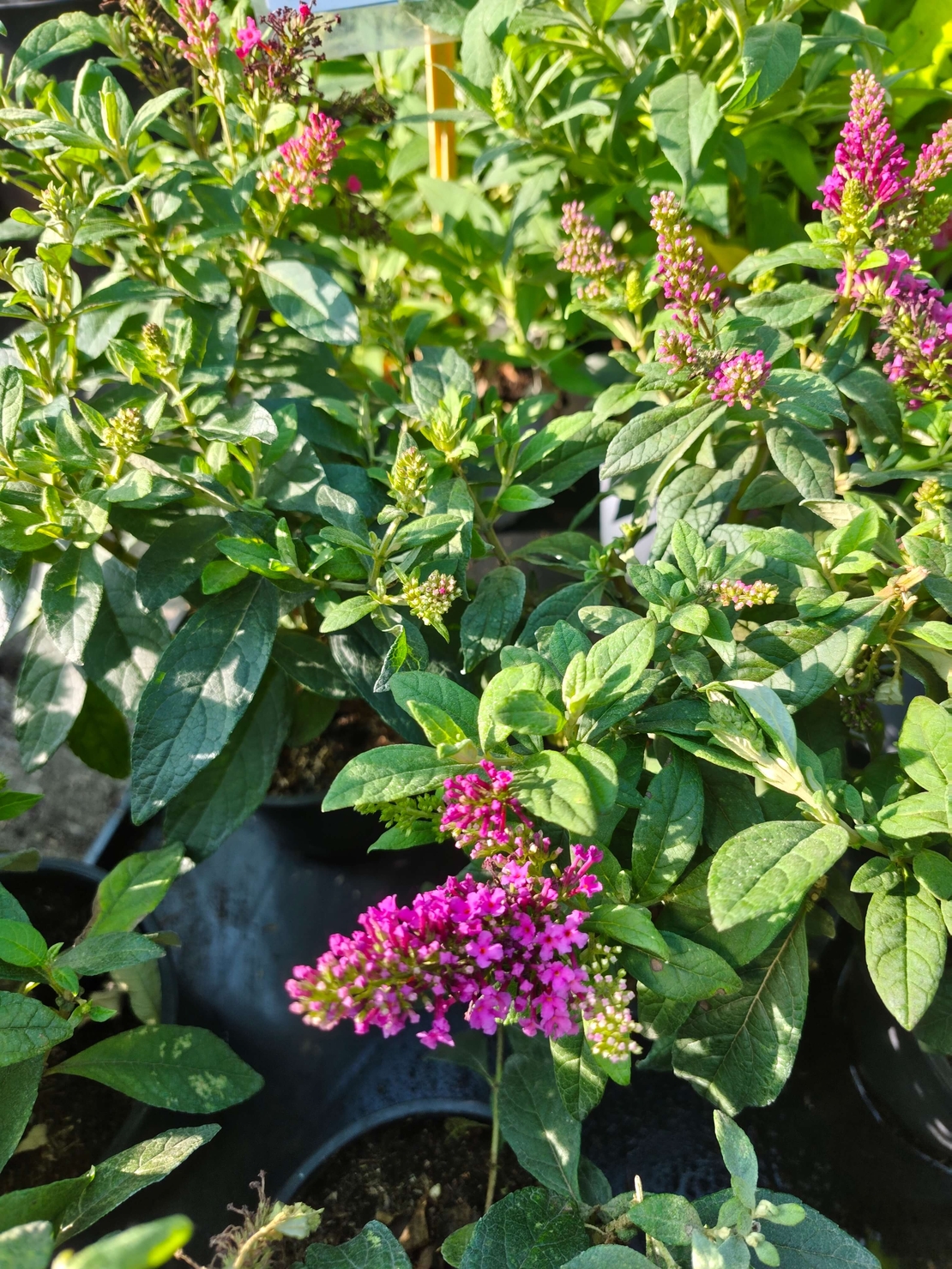 Buddleja mini (Компактна будлея)