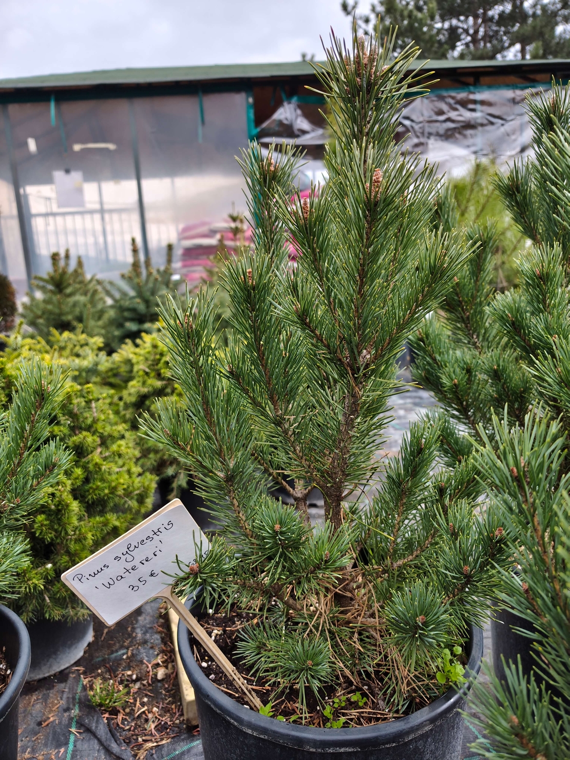 Pinus sylvestris Watereri