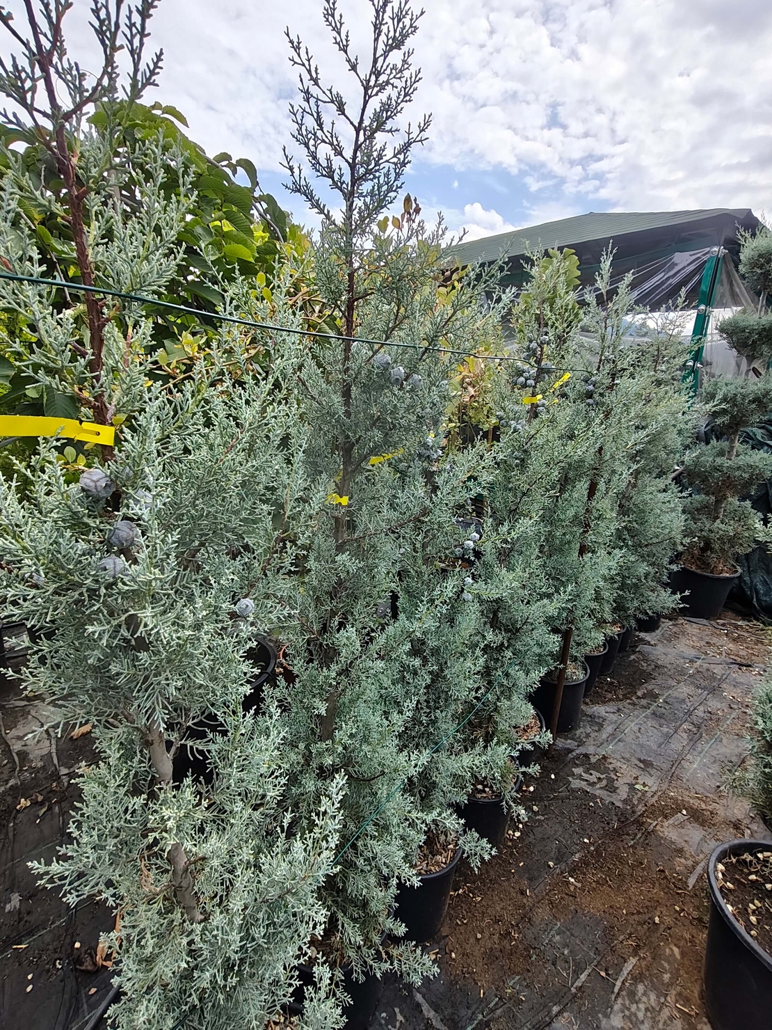 Cupressus arizonica (Аризонски кипарис)
