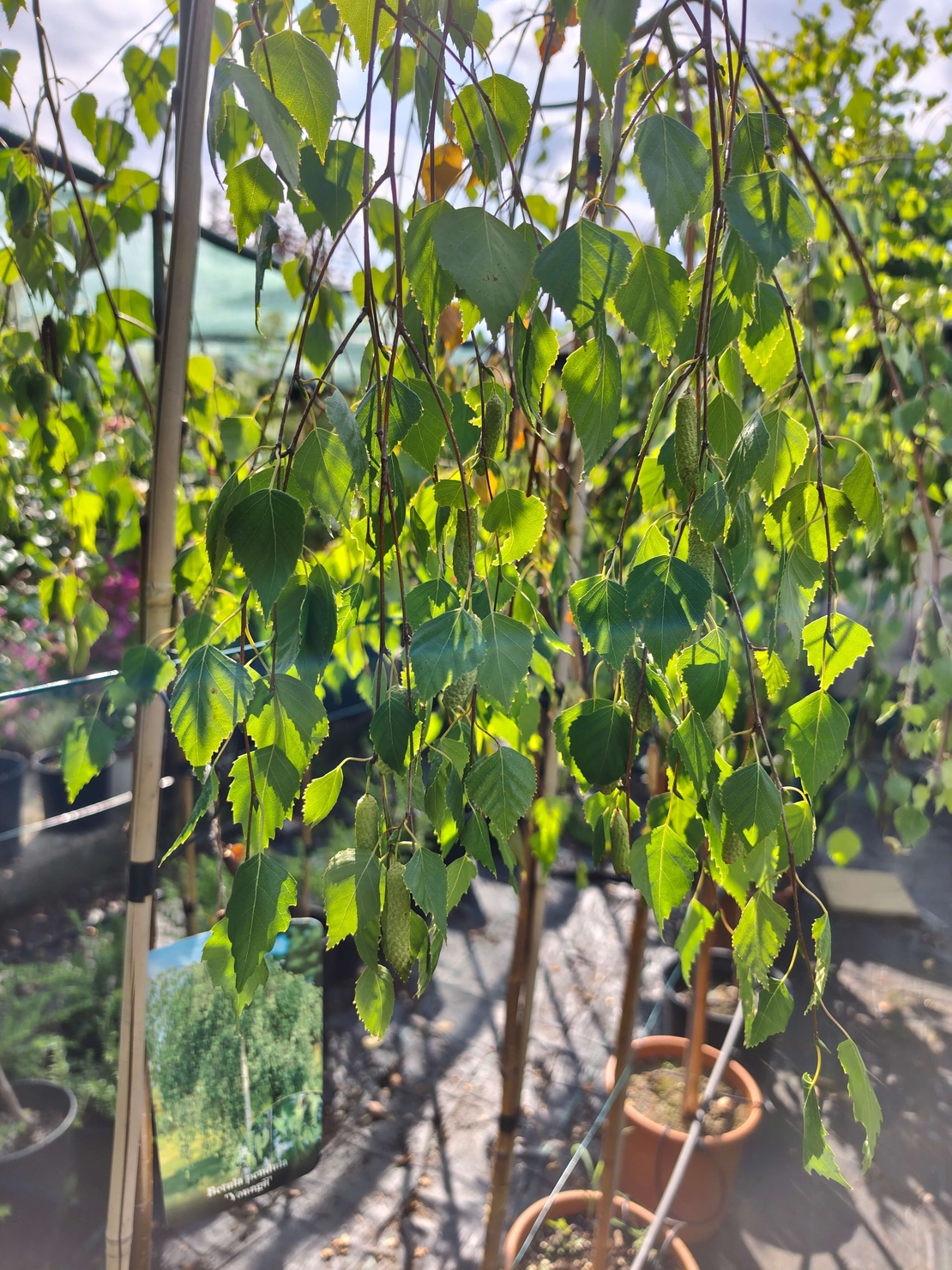 Betula pendula 'Youngii'
