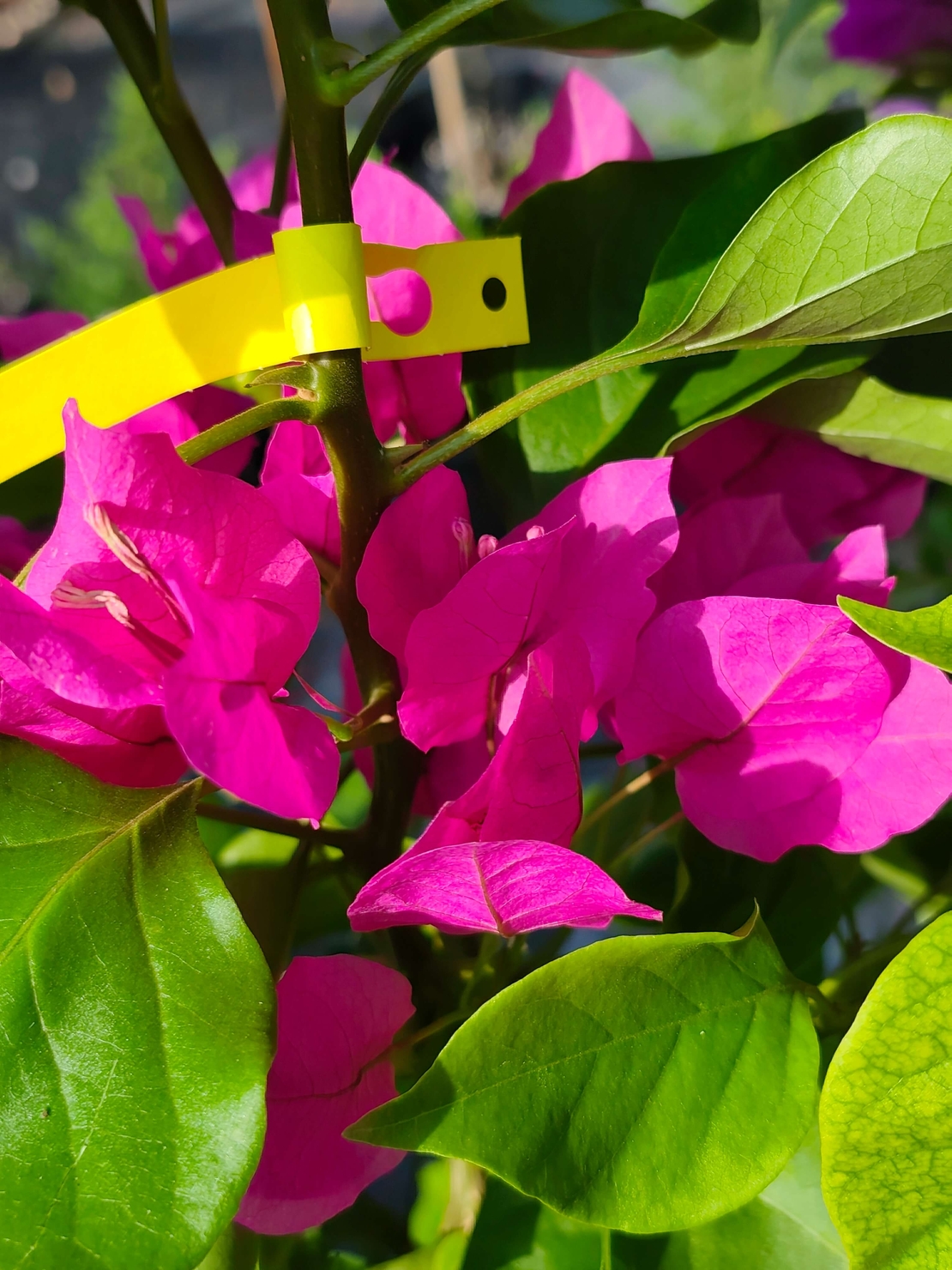 Bougainvillea glabra (Бугенвилия)