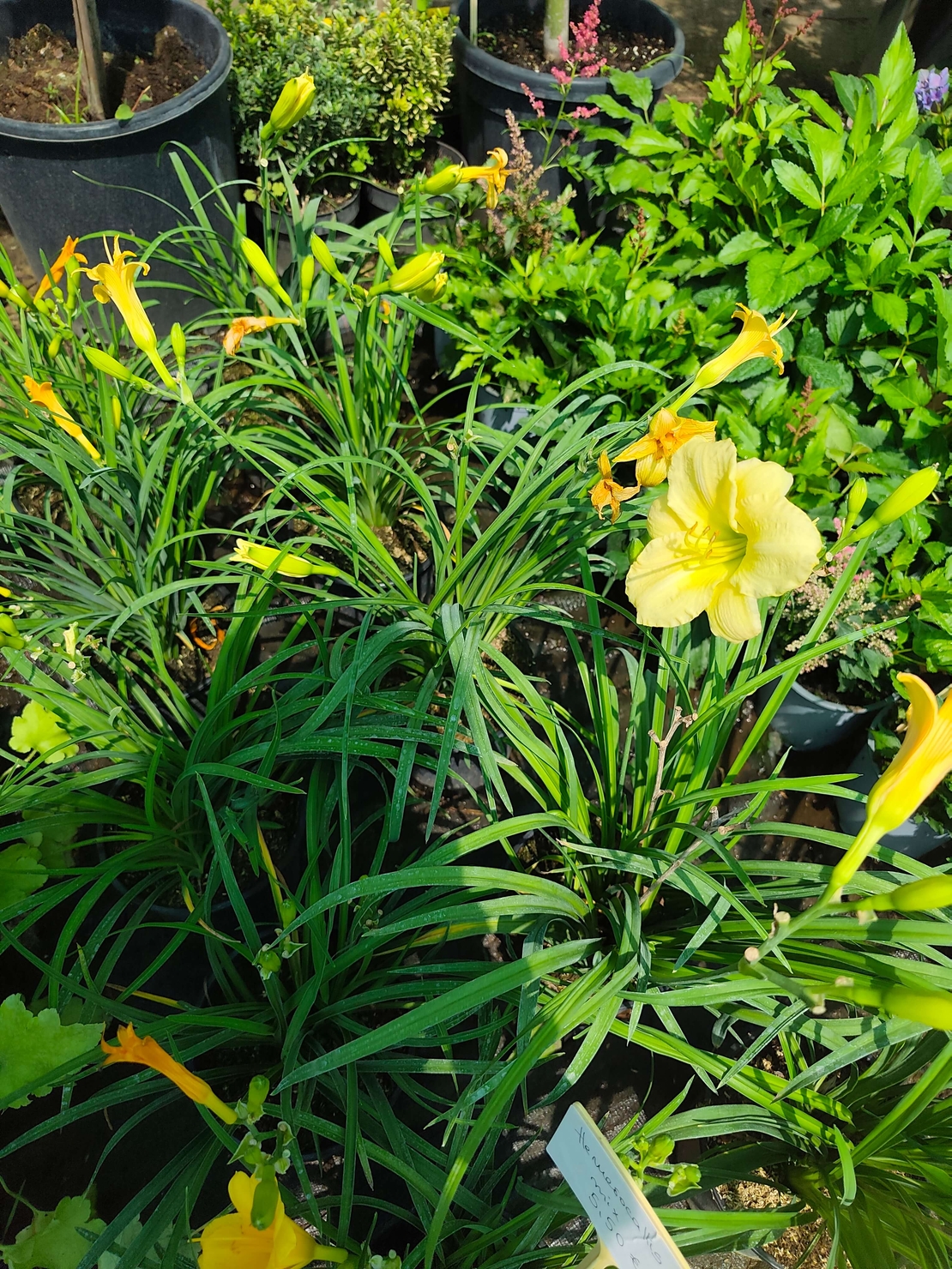 Hemerocallis Mini