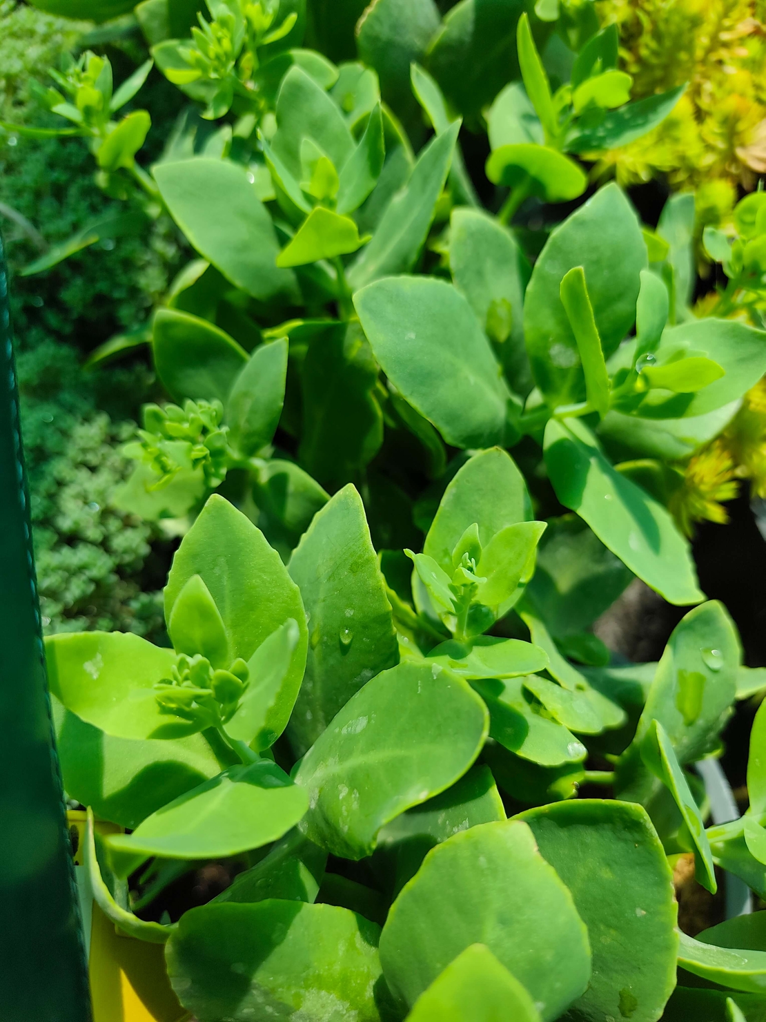 Sedum 'Hot Stuff'
