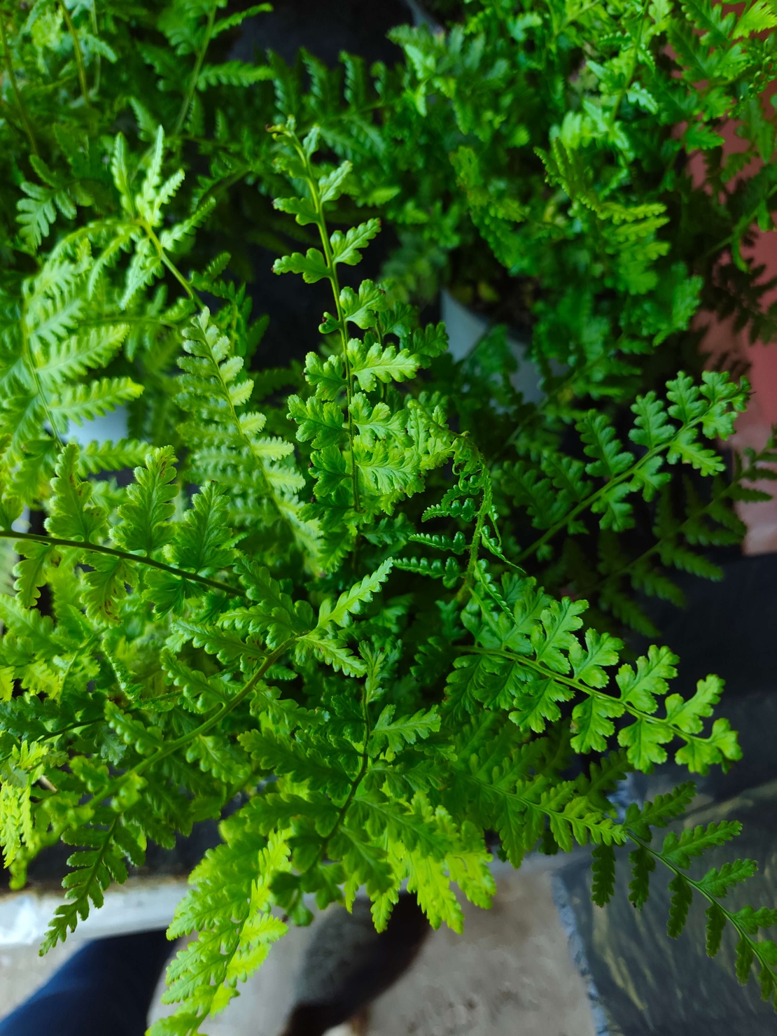 Dryopteris filix-mas (Мъжка папрат)