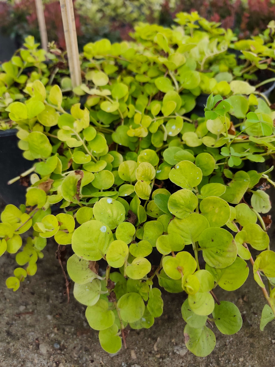 Lysimachia nummularia (Лизимахия)