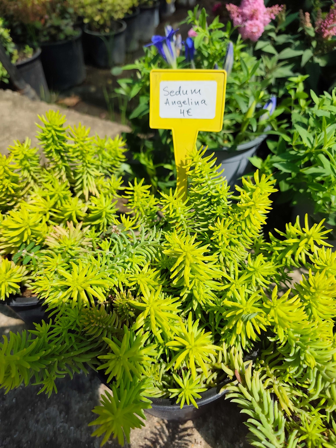 Sedum rupestre 'Angelina'