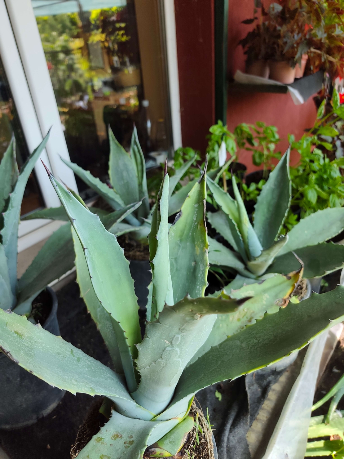 Agave (Агаве)