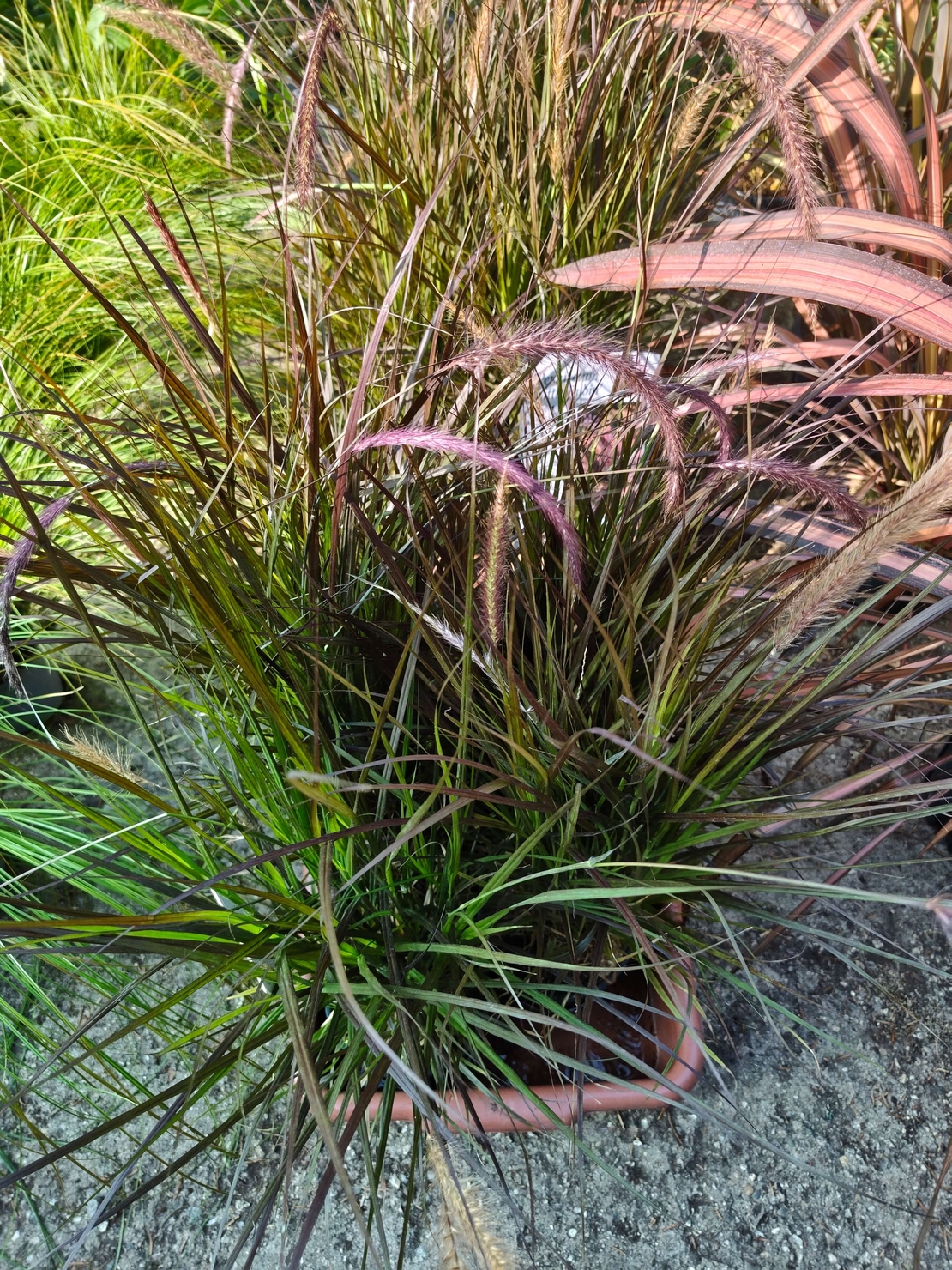 Pennisetum advena 'Little Rubin'
