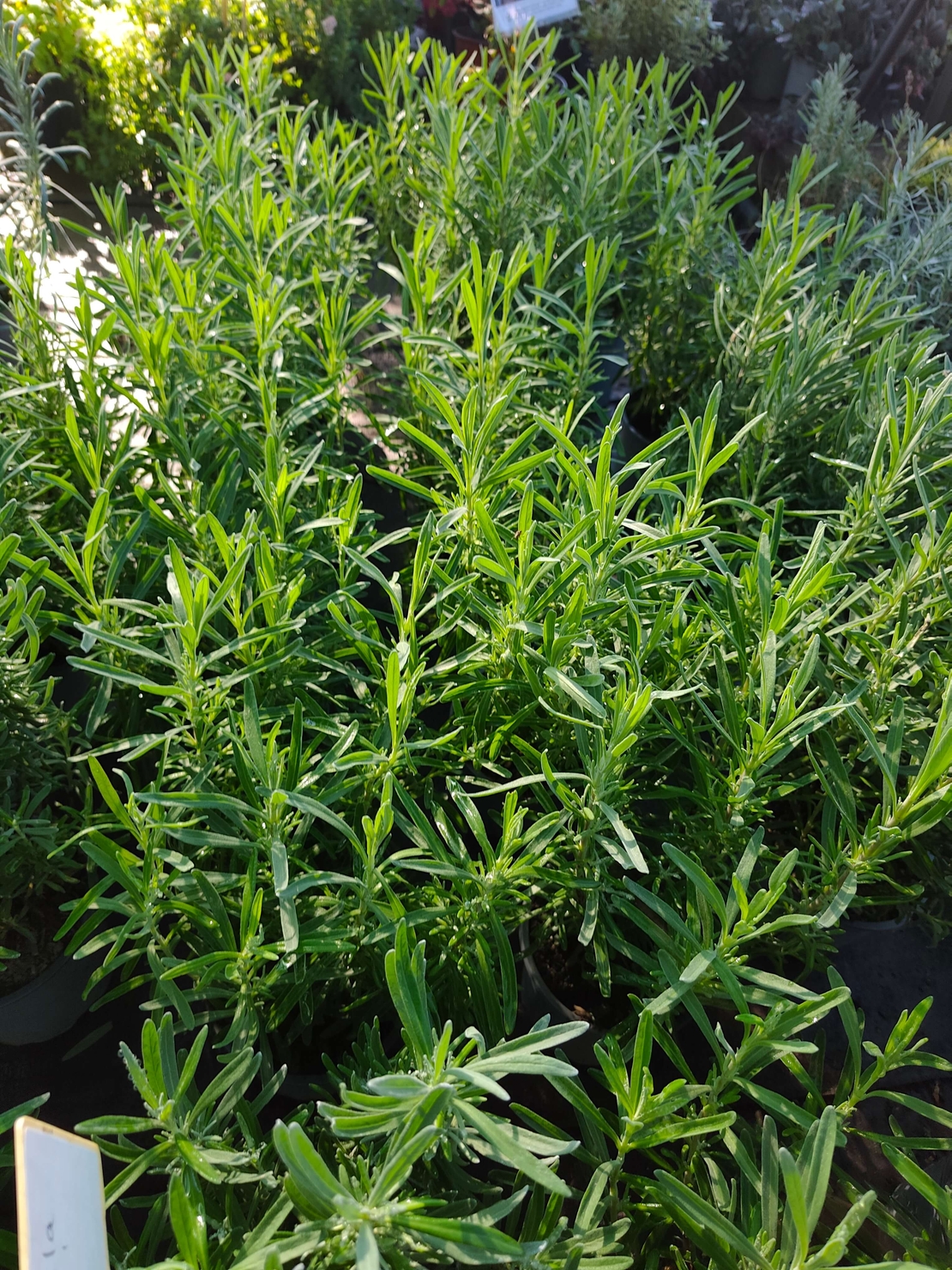 Lavandula angustifolia 'Rosea' (Лавандула 'Rosea')