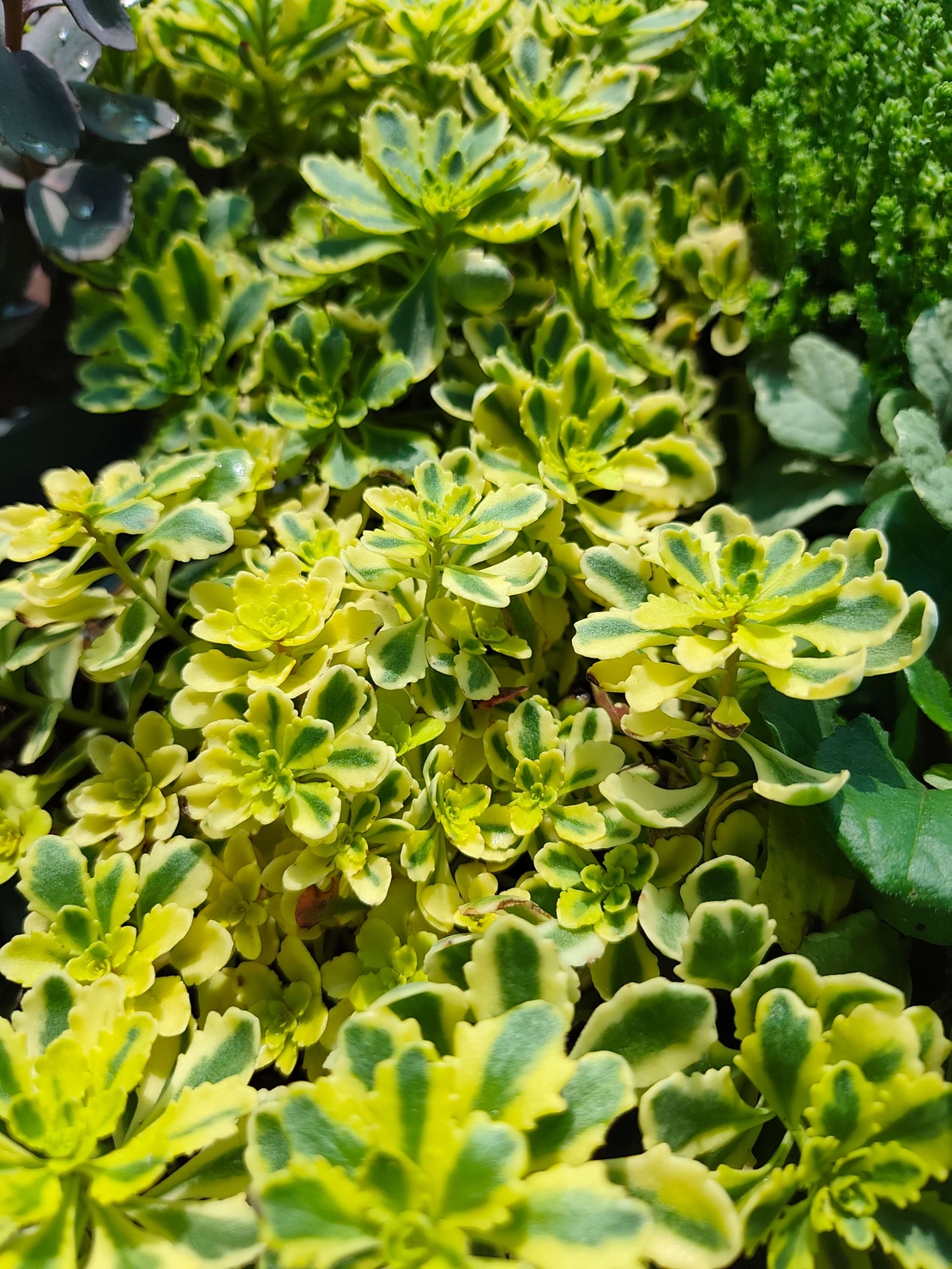 Sedum 'The Edge'
