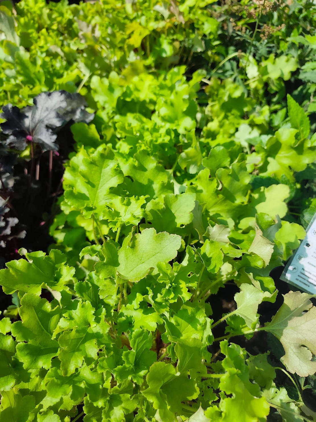 Heuchera