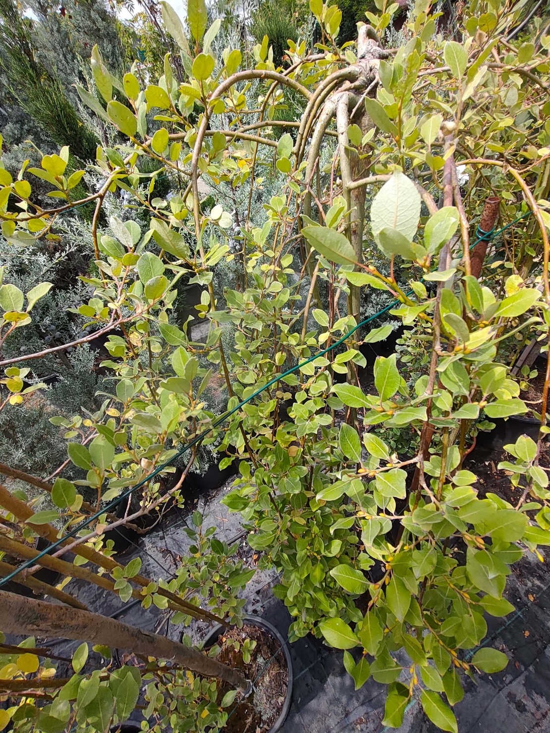Salix caprea 'Kilmarnock' (Плачеща върба 'Килмарнок')