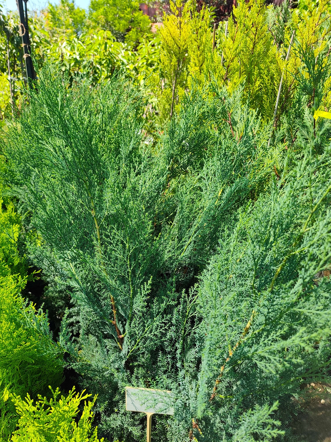 Cupressocyparis leylandii 'Blue Jeans'