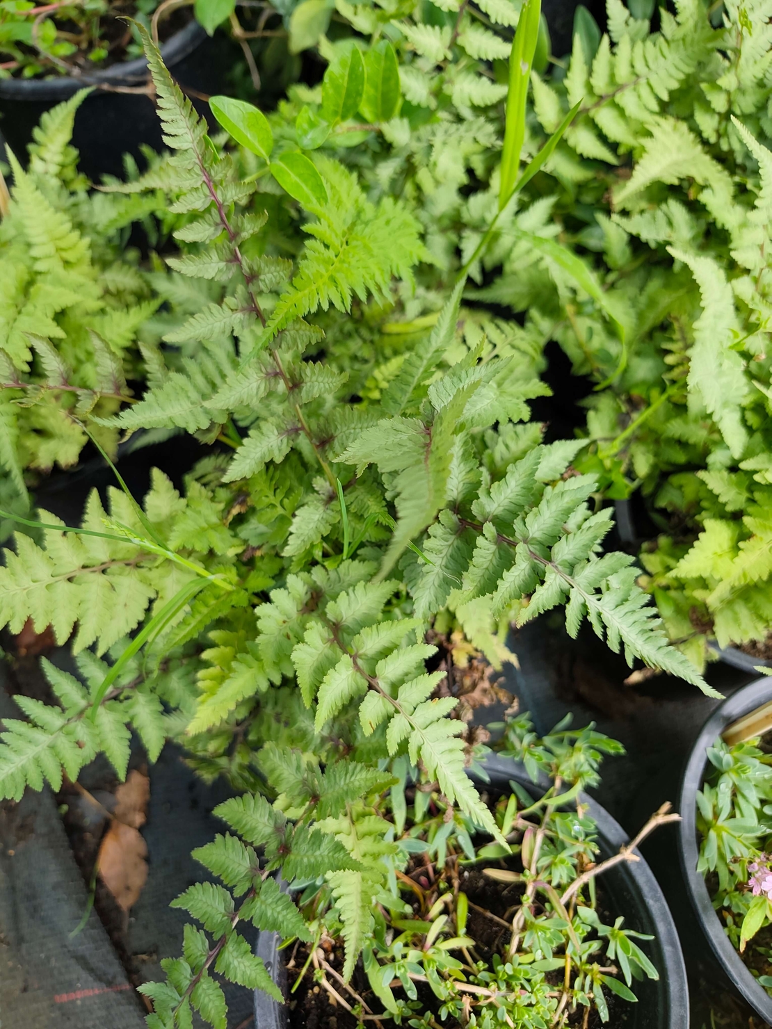 Dryopteris filix-mas (Мъжка папрат)