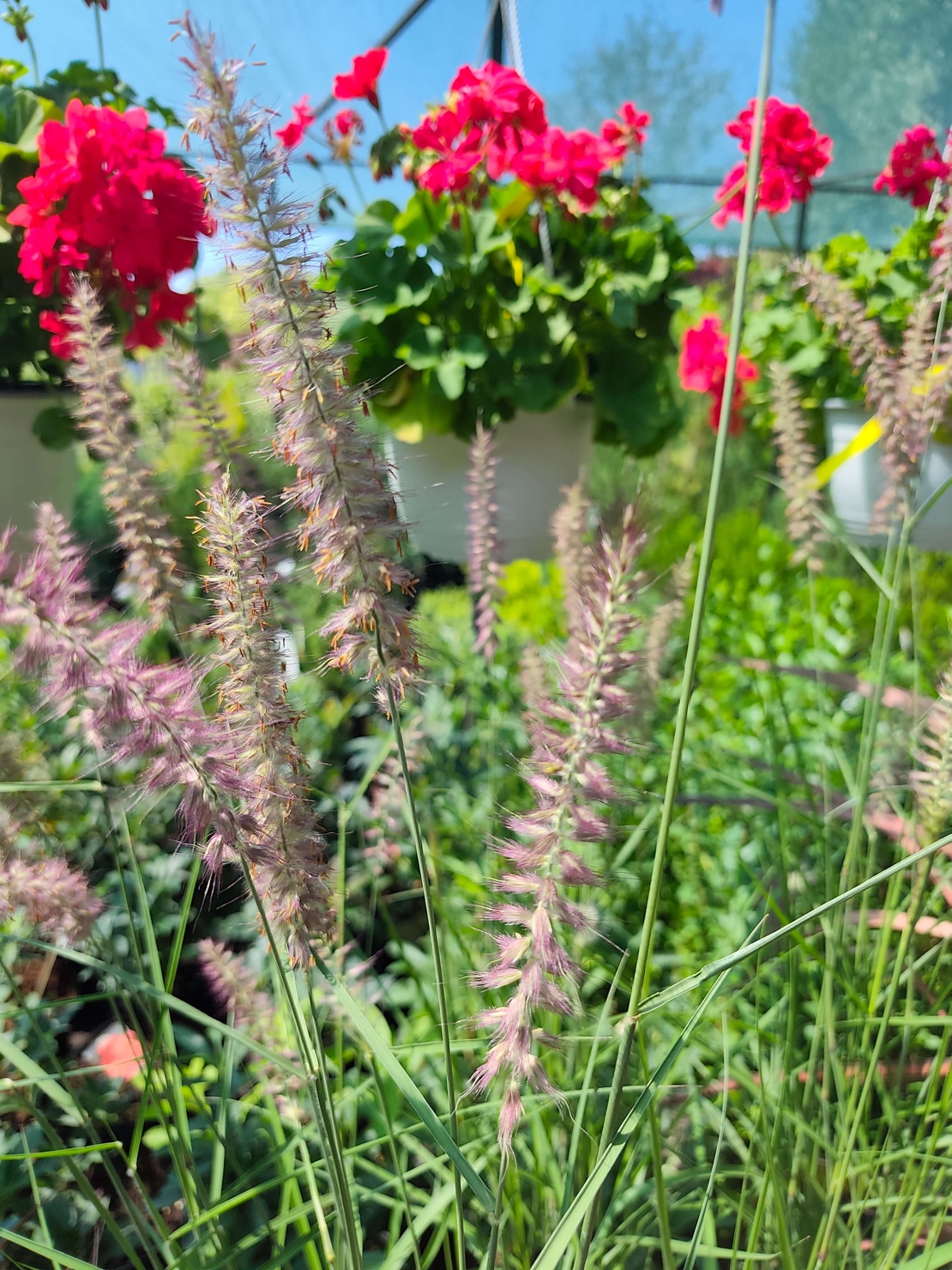 Pennisetum orientale 'Flamingo'