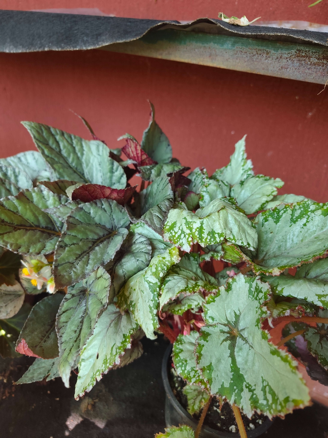 Begonia rex (Бегония рекс)