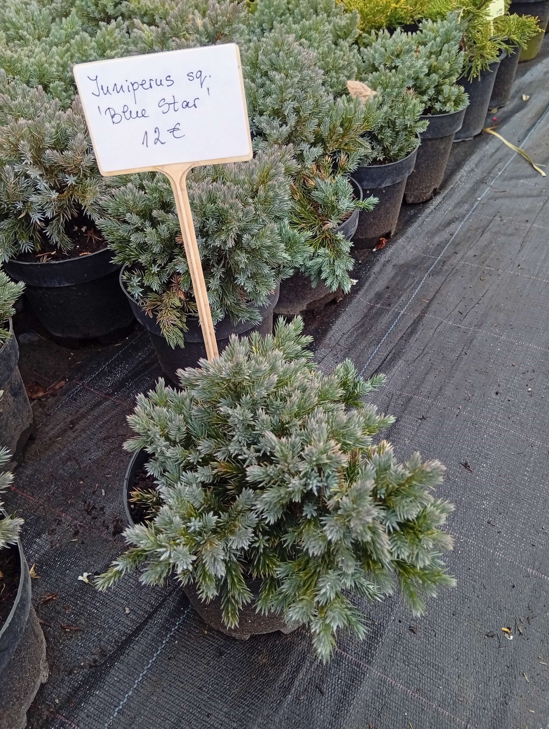 Juniperus squamata Blue Star