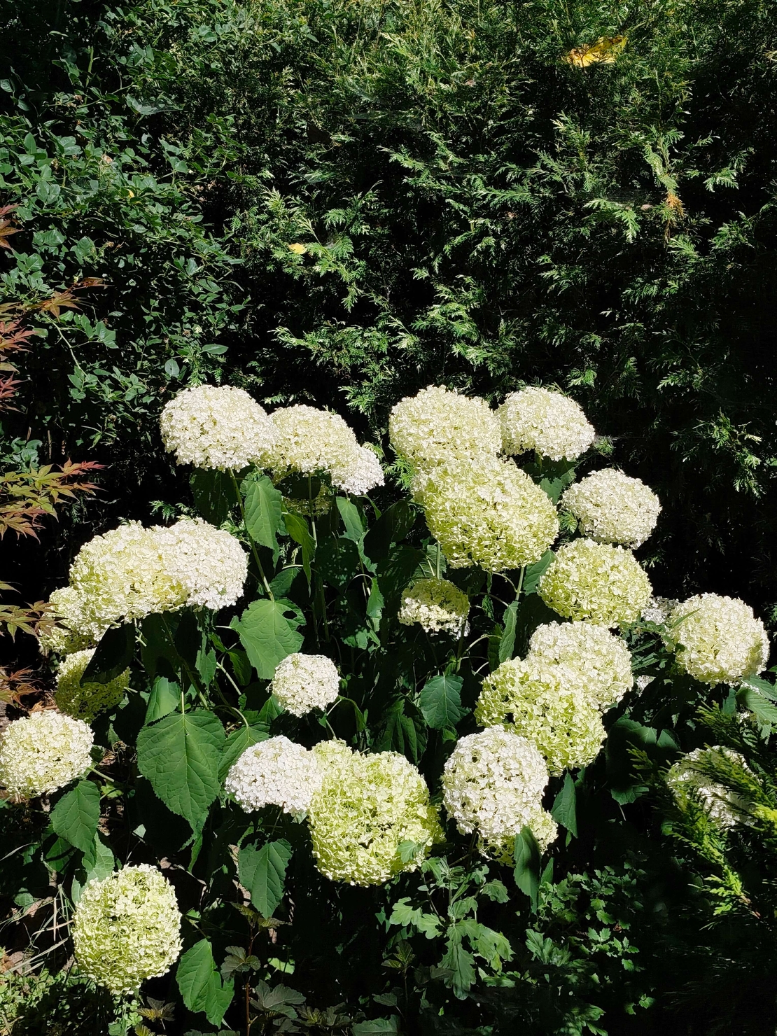 Hydrangea paniculata (Метличеста хортензия)