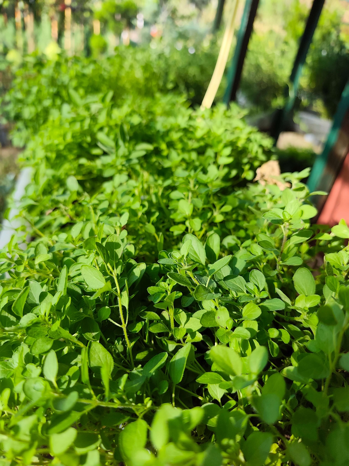 Origanum vulgare ( риган )
