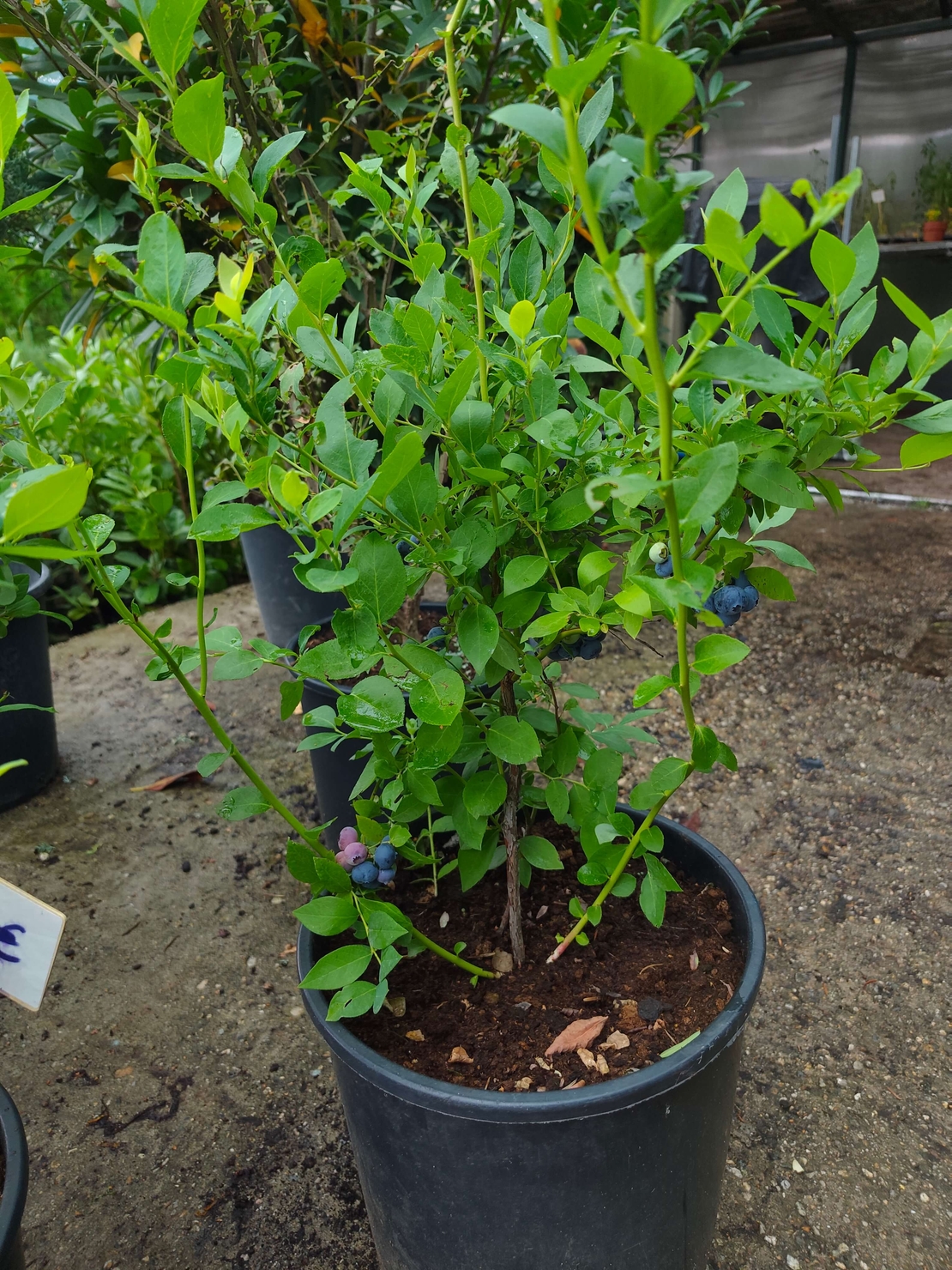 Vaccinium corymbosum ( Висока американска боровинка )
