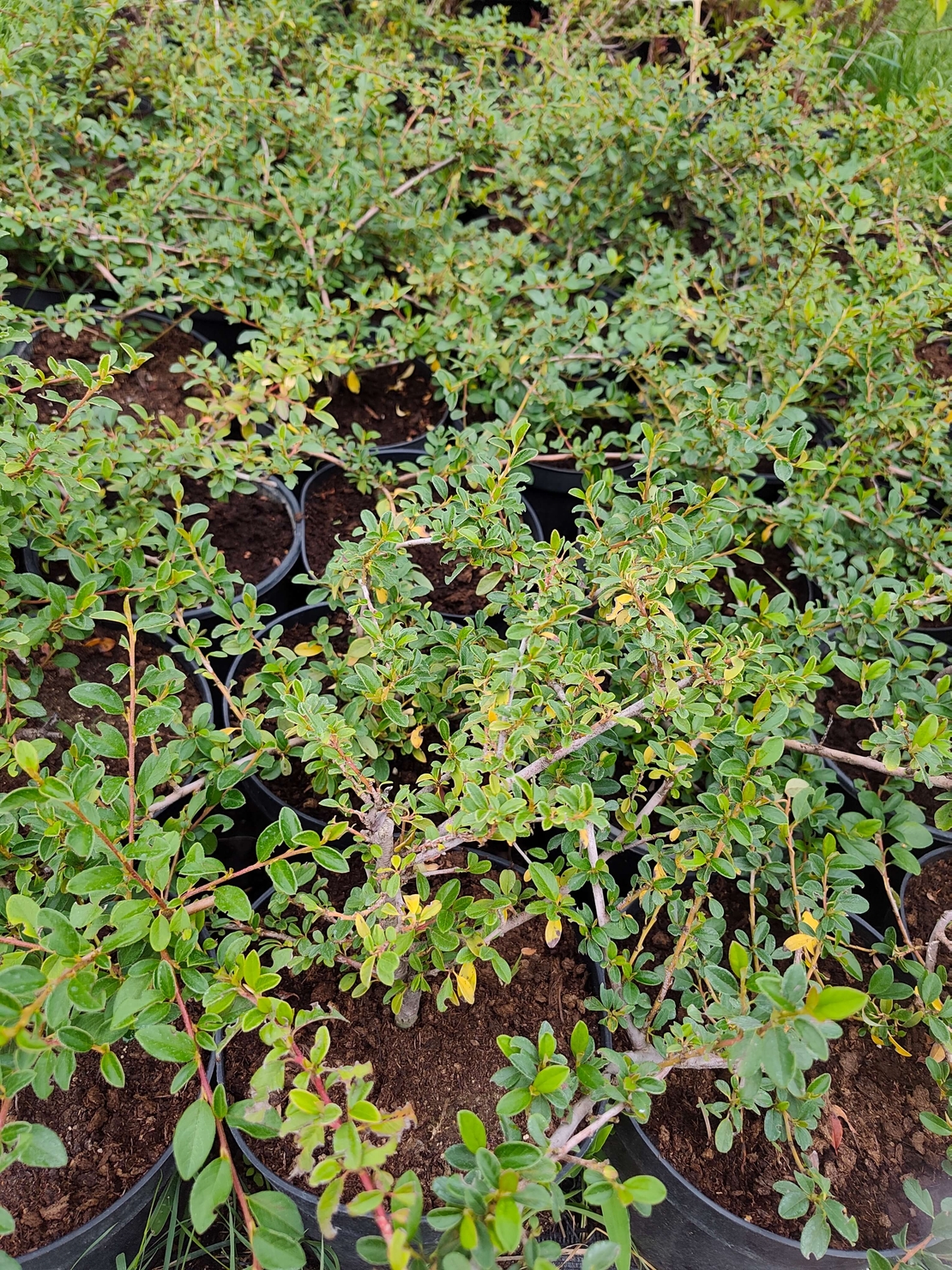 Cotoneaster dammeri