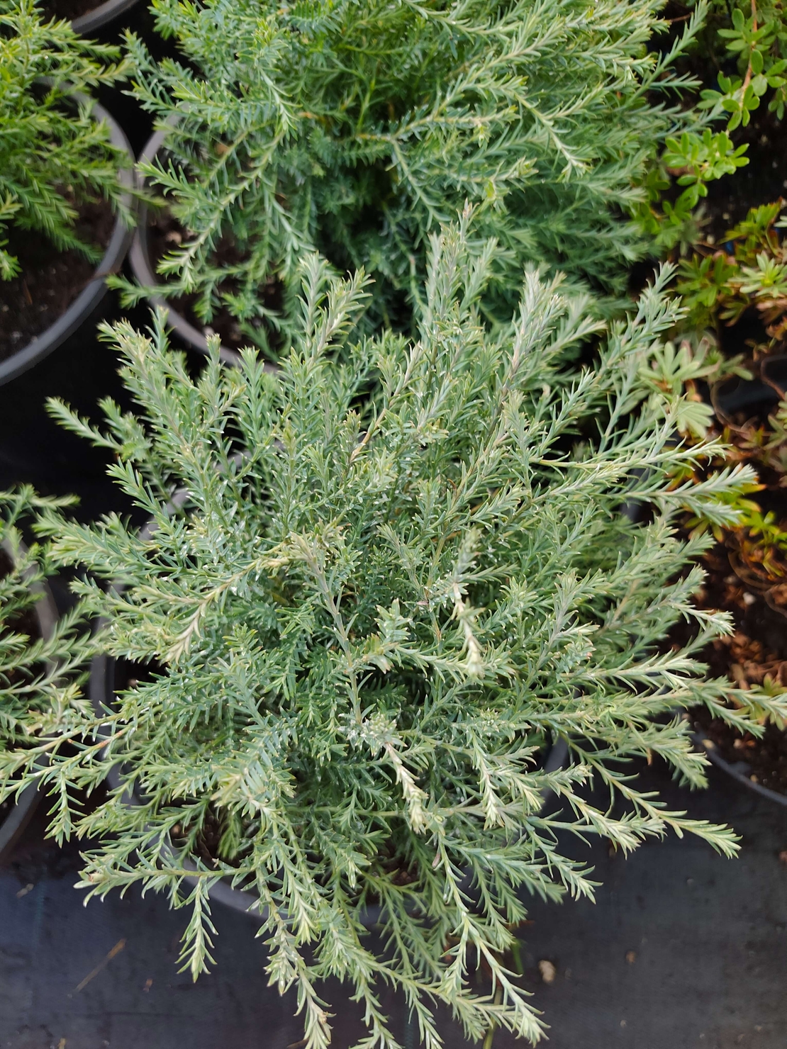 Thuja occidentalis 'Mr. Bowling Ball