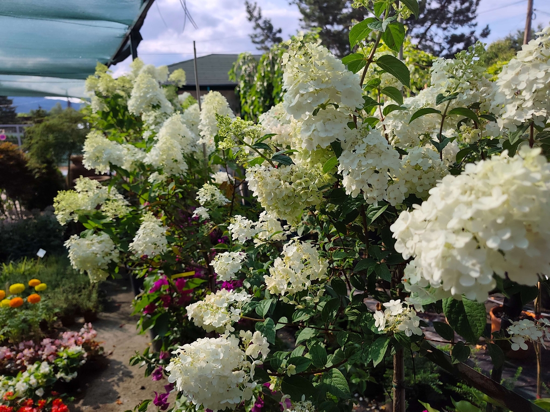 Hydrangea paniculata 'Vanille Fraise'