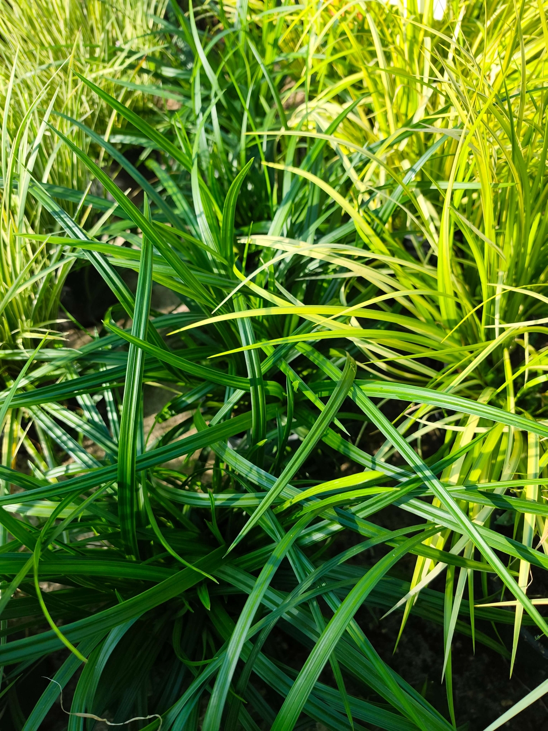 Carex ‘Irish Green’