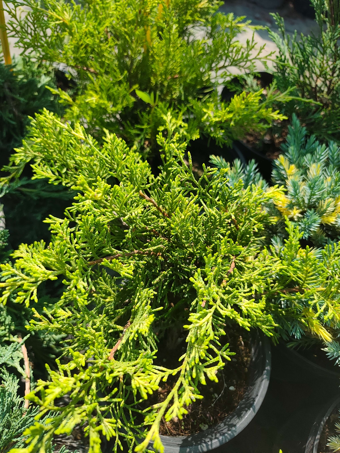 Juniperus media Old Gold