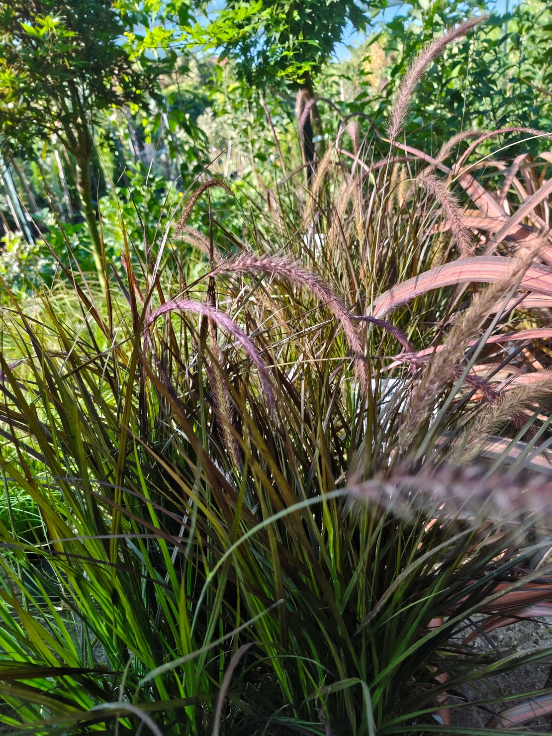 Pennisetum advena 'Little Rubin'