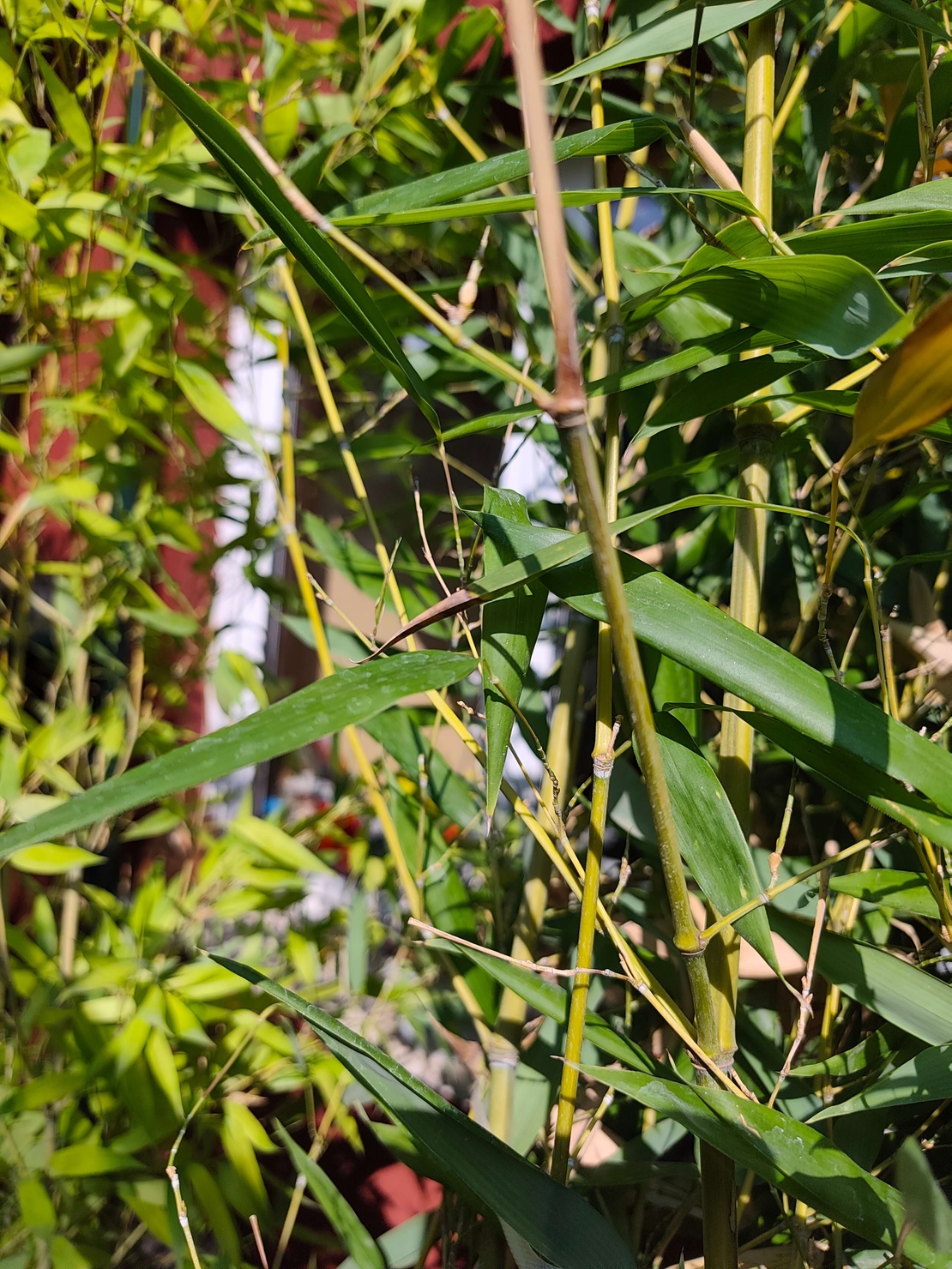 Phyllostachys bissetii (Бамбук)