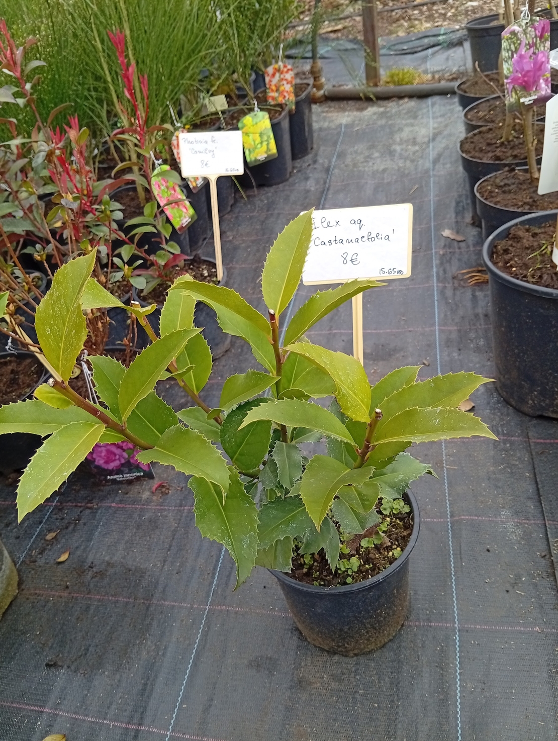 Ilex aquifolium Castaneifolia