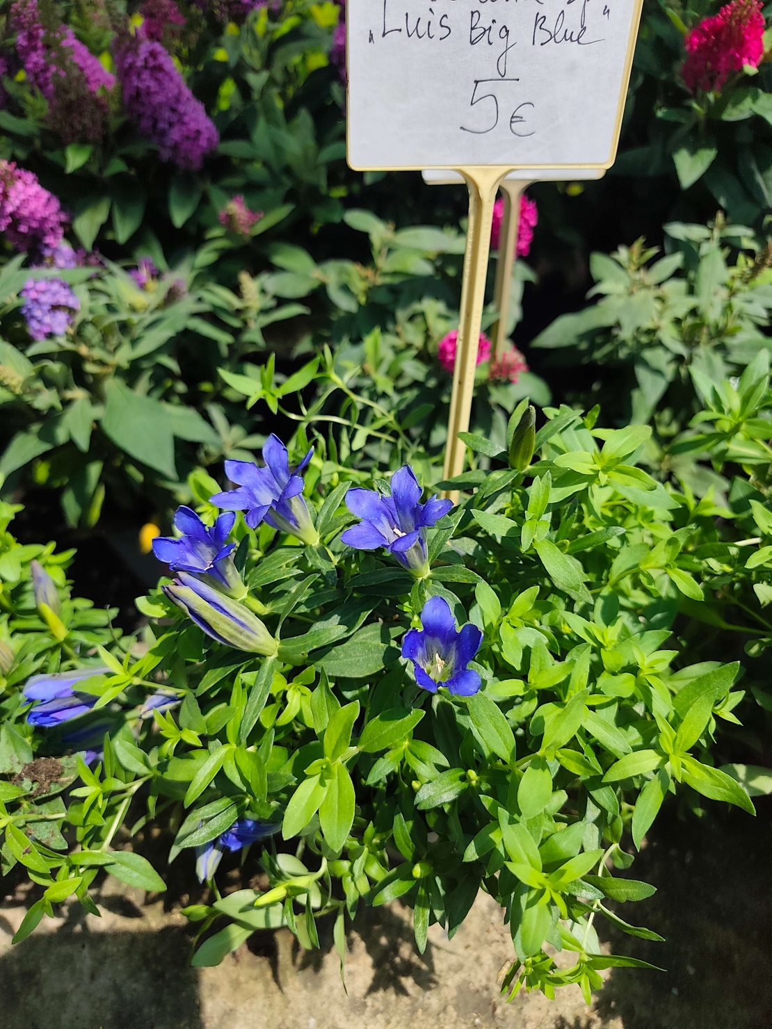 Gentiana 'Luis Big Blue' (Тинтява 'Luis Big Blue')