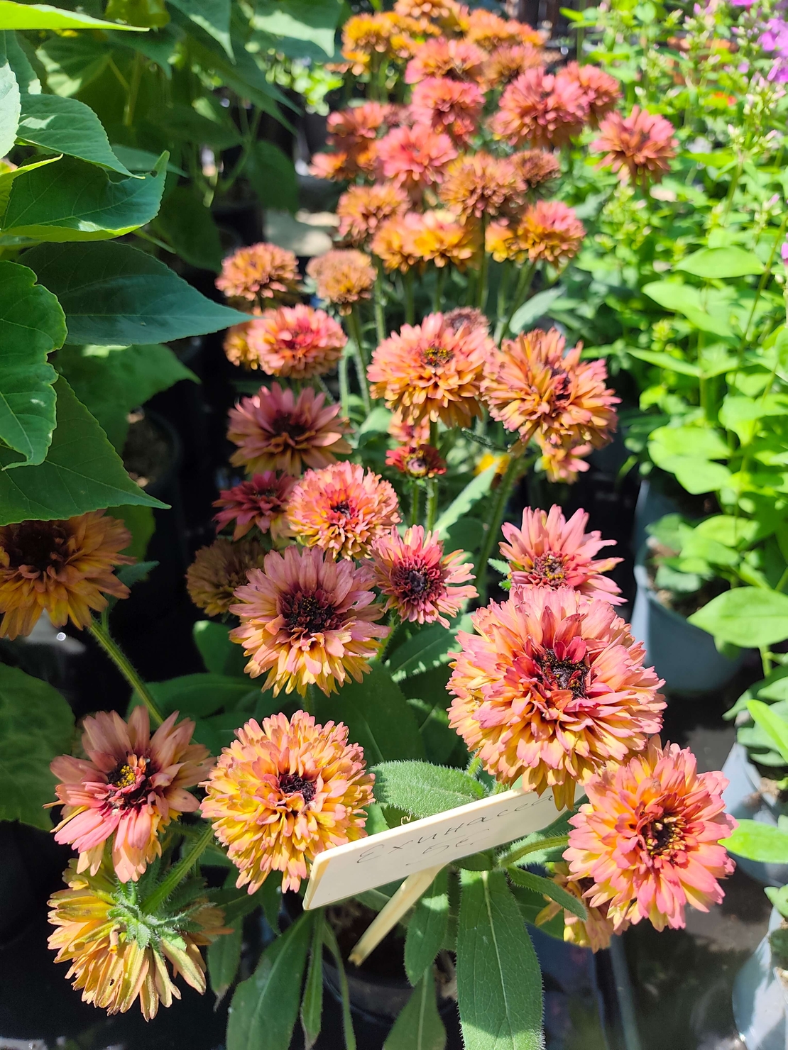 Echinacea purpurea (Пурпурна ехинацея)