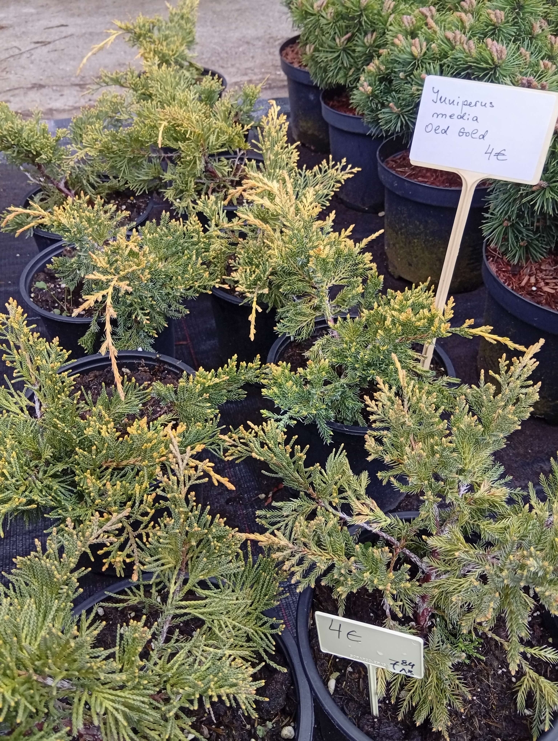 Juniperus media Old Gold