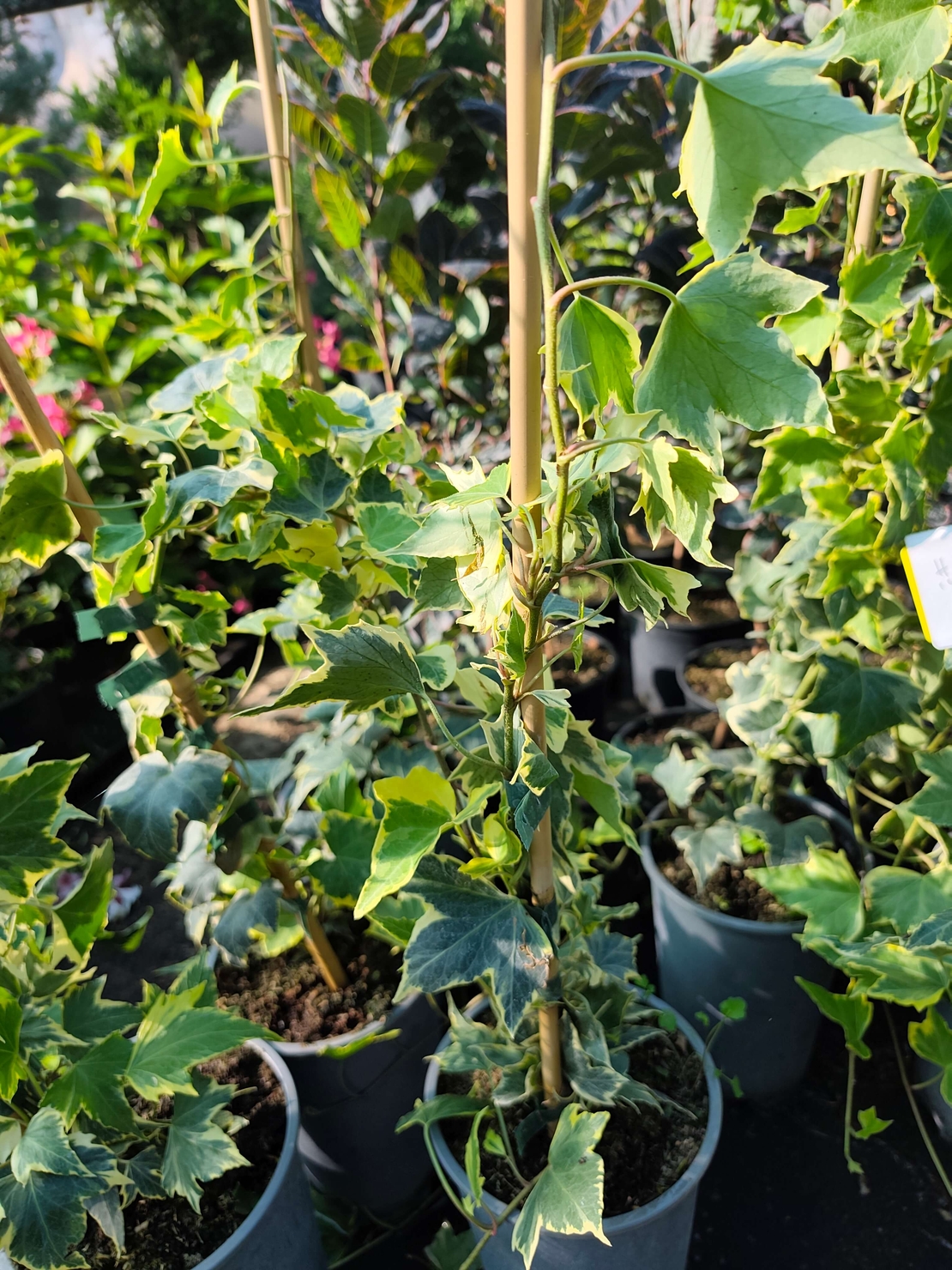 Hedera helix ‘Yellow Ripple’