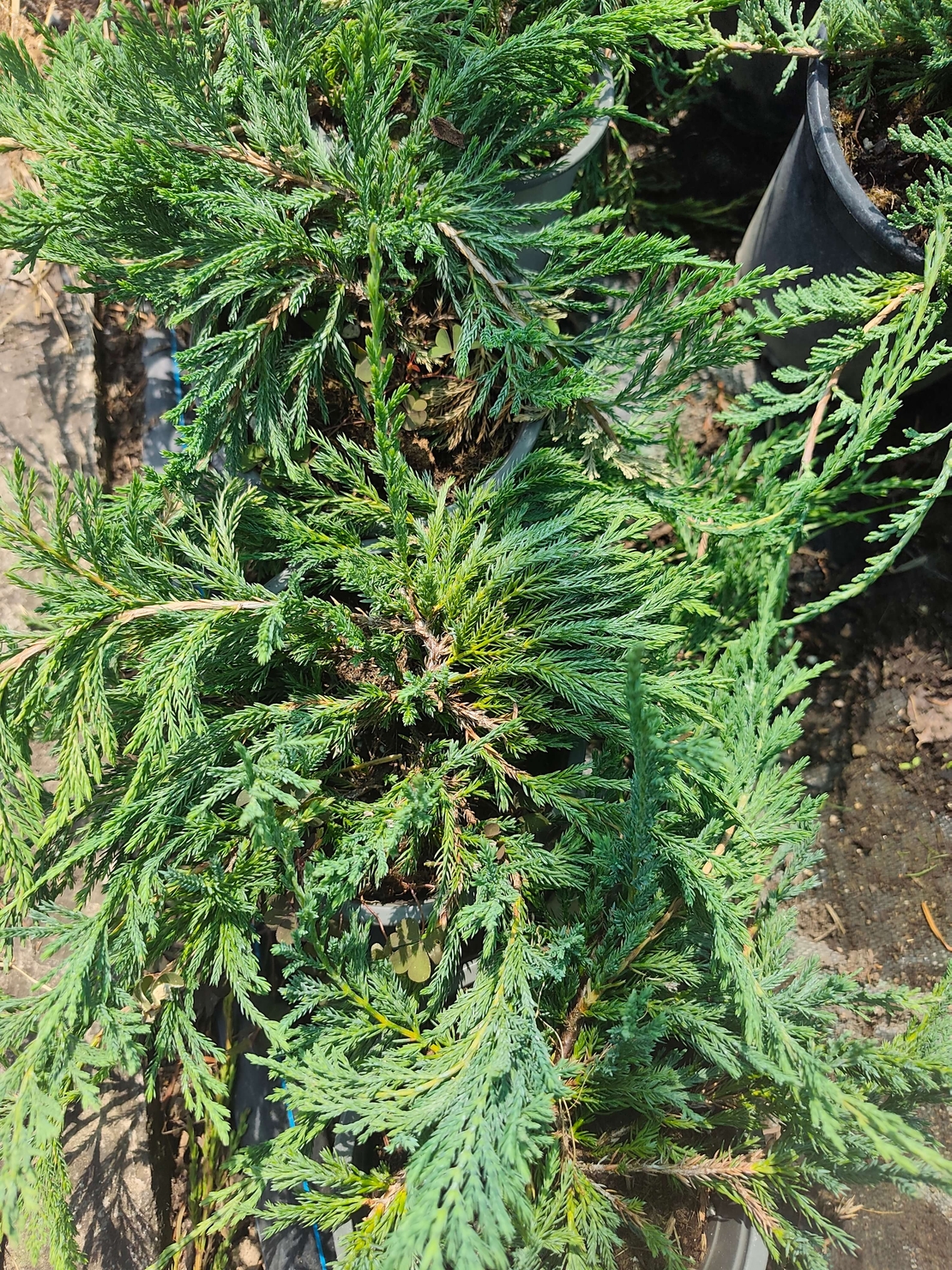 Juniperus horizontalis 'Blue Chip'