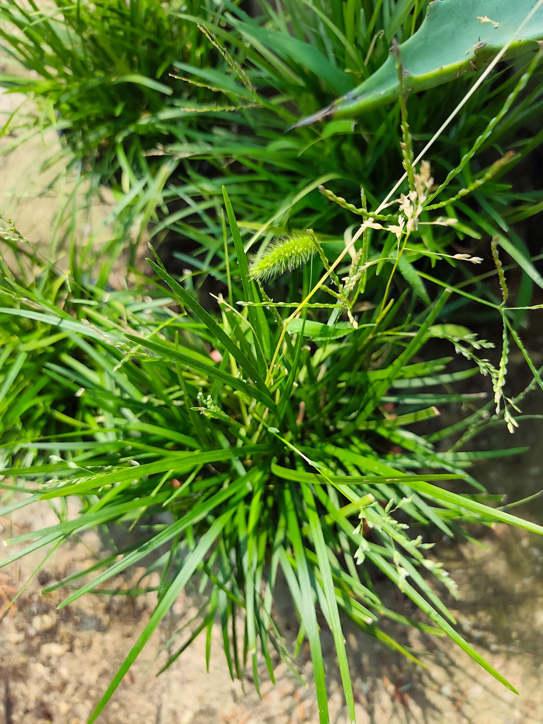 Carex sylvatica (Горска острица)