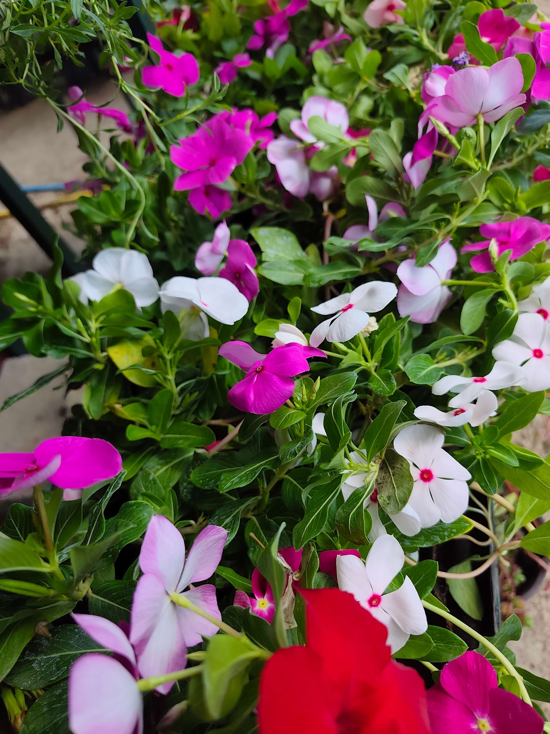 Catharanthus roseus (Едногодишна винка)