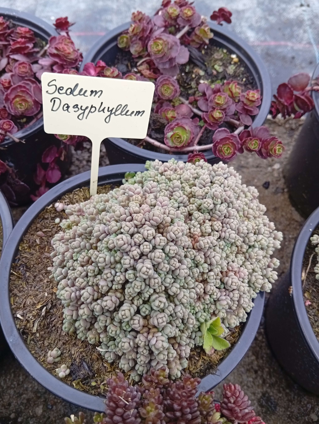 Sedum Dasyphyllum