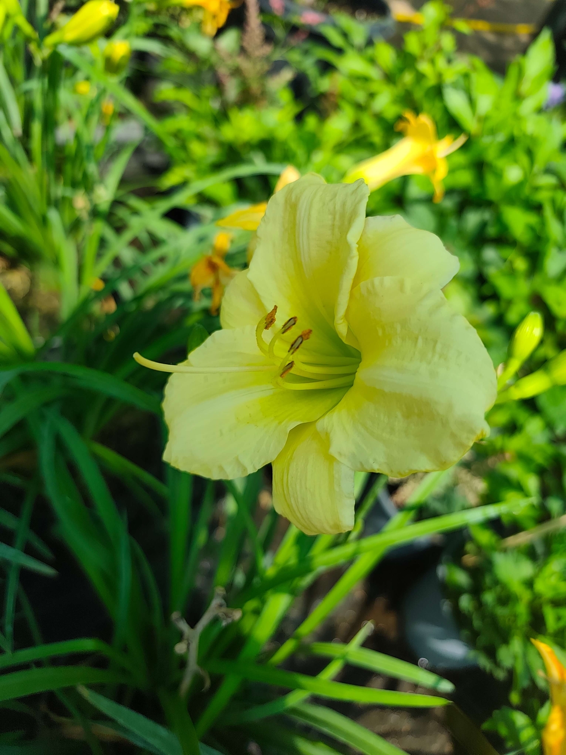Hemerocallis Mini
