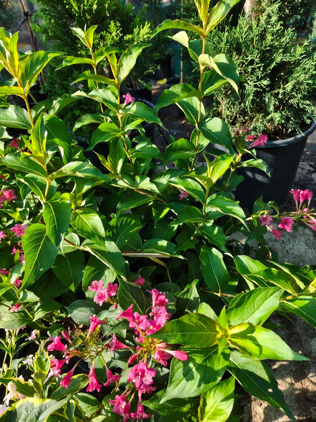 Weigela florida ‘Red Prince’