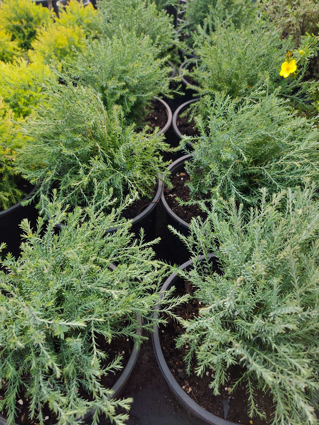 Thuja occidentalis 'Mr. Bowling Ball
